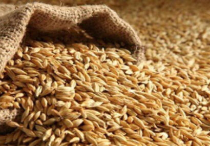 توزیع ۲۴۱۳ تن بذر اصلاح شده‌ی گندم و جو بین کشاورزان شهرستان مشهد