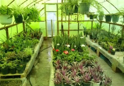 مسئول باغبانی جهاد کشاورزی شهرستان مشهد: احداث گلخانه کوچک مقیاس راه حل برون رفت از بحران خشکسالی است