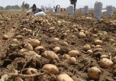 آغاز برداشت سیب زمینی در سطح ۷۵هکتار از مزارع شهرستان مشهد