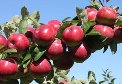 گفتگو با تولید کننده نمونه سیب درختی خراسان رضوی