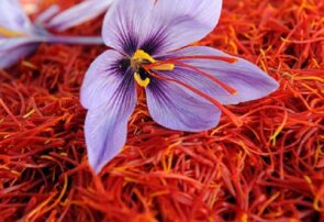 خرید و فروش گل نوبرانه زعفران در برخی نقاط خراسان رضوی آغاز شده است