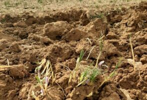 یک کشاورز رشتخواری پس از کاهش قیمت گل زعفران اقدام به شخم زدن مزارع زعفران کرد