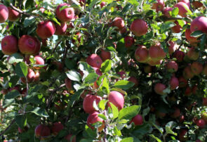برگزاری روز مزرعه سیب در شهرستان درگز