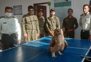 رئیس اداره محیط زیست خلیل آباد: تحویل ۱۶ پرنده و پستاندار مصدوم به حفاظت محیط زیست