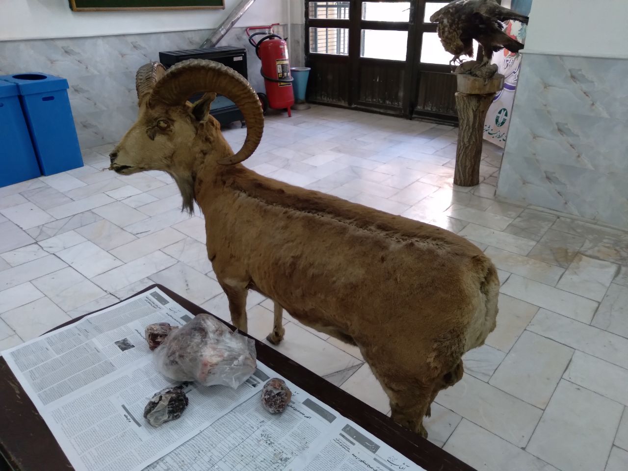 کشف تاکسیدرمی و گوشت قوچ اوریال از منزل یک متخلف شکار و صید در نیشابور