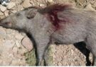 شکارچیان خوک وحشی در درگز دستگیر شدند