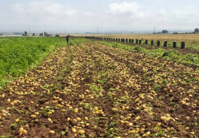پایان برداشت سیب‌ زمینی از سطح ۷۵ هکتار از اراضی شهرستان مشهد