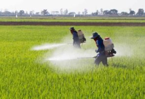 ردیابی و کنترل بیولوژیک آفات در بیش از ۱۳۰۰ هکتار از اراضی زراعی و باغی شهرستان تربت جام