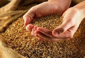 توزیع بیش از ۱۸۴۰ تن بذر اصلاح شده گندم و ۵۰۰ تن بذر اصلاح شده جو در مشهد