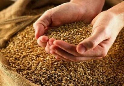 توزیع بیش از ۱۸۴۰ تن بذر اصلاح شده گندم و ۵۰۰ تن بذر اصلاح شده جو در مشهد