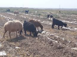 اخطار مجدد به کشاورزان در خصوص جمع آوری مالچ پلاستیکی در شهرستان تربت جام