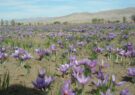 برداشت گل زعفران در سطح ۸۵۰ هکتار از اراضی شهرستان فیروزه آغاز شد