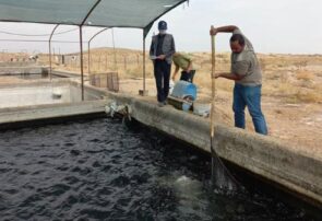 پایش استخر‌های پرورشی ماهیان سردابی از لحاظ بیماری‌های ویروسی در شهرستان بردسکن