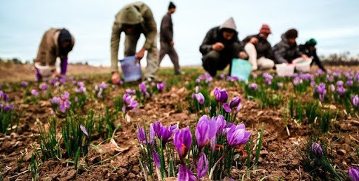آغاز رسمی خرید حمایتی زعفران در خراسان رضوی