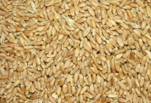 توزیع بیش از ۱۲۰۰ تن بذر اصلاح شده گندم و جو در شهرستان تربت جام