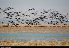 افزایش جمعیت پرندگان مهاجر در آبگیرهای نیشابور