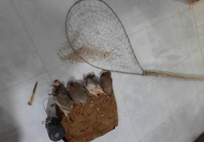 متخلفین شکار پرندگان وحشی در کلات دستگیر شدند