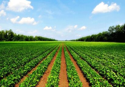 مدیر جهاد کشاورزی جوین: حمایت از سرمایه گزاران بخش خصوص، بازوی توانمند توسعه طرح‌های اشتغالزا
