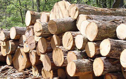 کشف ۵ تن چوب جنگلی قاچاق توسط مرزبانان هنگ درگز