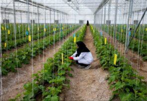 دانش‌بنیان کردن کشاورزی و انتقال دانش و تکنولوژی از مهم‌ترین لازمه‌های رشد تولیدات در کشاورزی، دام و طیور در مشهد