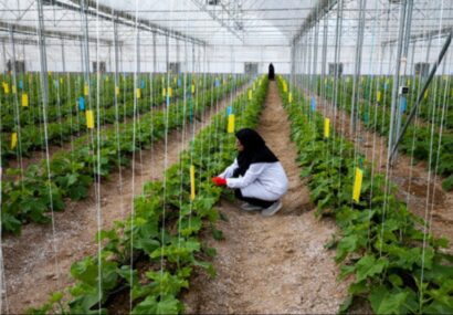 دانش‌بنیان کردن کشاورزی و انتقال دانش و تکنولوژی از مهم‌ترین لازمه‌های رشد تولیدات در کشاورزی، دام و طیور در مشهد