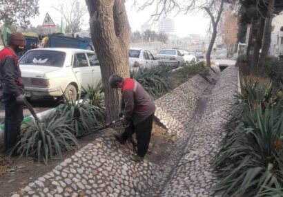 مدیر کل بهبود محیط زیست شهری شهرداری مشهد: حفظ درختان کهنسال و قدیمی مشهد با استفاده از روش‌های نوین