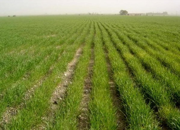 افزایش سطح زیر کشت محصولات دیم با ثبت بارش ۵۰ میلی متری بارندگی‌ها در رشتخوار