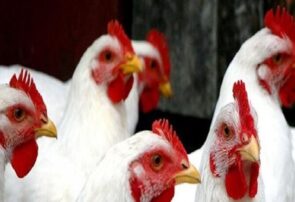 توسعه مرغ آرین تضمین کننده توسعه صنعت مرغداری در شهرستان جوین