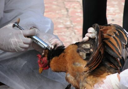 آغاز طرح تشدید مقابله با آنفلوآنزای پرندگان در شهرستان جوین