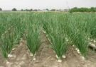 رئیس جهاد کشاورزی خوشاب: توسعه کشت‌های کم آب طلب ضرورت رونق کشاورزی