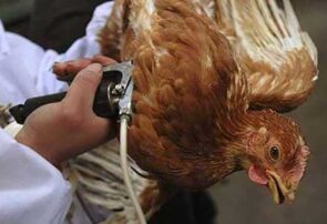 توصیه رئیس دامپزشکی شهرستان چناران در خصوص بیماری آنفلوانزای فوق حاد پرندگان
