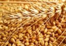 مدیر جهاد کشاورزی جوین: سیاهک گندم، آفتی مخرب در کمین کشاورزان زراعتکار