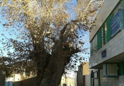 درخت چنارکهنسال مسجدجامع هدک بردسکن در فهرست آثارمیراث طبیعی کشور ثبت شد