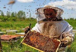 برداشت ۸ تن عسل از زنبورستان‌های بخش رخ شهرستان تربت حیدریه