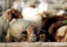 افتتاح طرح پرورش گوسفند با ظرفیت ۲۰۰ راس دام سبک در فیروزه