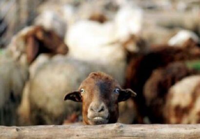 افتتاح طرح پرورش گوسفند با ظرفیت ۲۰۰ راس دام سبک در فیروزه