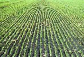 کشت ۲۷۶۰۰ هکتاری غلات پاییزه در کشاورزی چناران پایان یافت