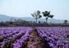 مدیریت جهاد کشاورزی جوین: زعفران‌کاران مزارع خود را محلول‌پاشی کنند