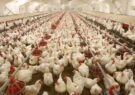 توسعه مرغ آرین تضمین کننده توسعه صنعت مرغداری در شهرستان جوین