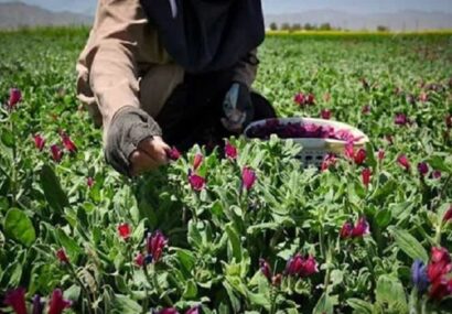 مدیر جهاد کشاورزی جوین: توسعه کشت گیاهان دارویی، زمینه ساز اشتغال خانواده‌های روستایی
