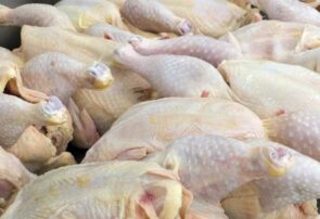 رئیس اداره صمت رشتخوار: هیچ کمبودی در تامین مرغ مورد نیاز مردم در رشتخوار نداریم