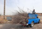 توزیع ۷۰۰ اصله نهال توت پیوندی رایگان بین کشاورزان فیروزه