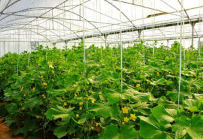 مدیر جهاد کشاورزی جوین: افزایش ۱۰ تا ۱۲ برابری عملکرد تولید محصولات کشاورزی در گلخانه‌ها