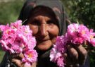 برداشت گل محمدی از سطح ۵۸ هکتار از باغات شهرستان کاشمر