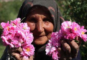 برداشت گل محمدی از سطح ۵۸ هکتار از باغات شهرستان کاشمر