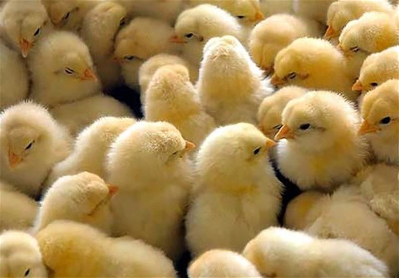 افزایش ۲۰۰ درصدی جوجه ریزی در مرغداریهای چناران