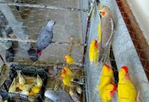 دستگیری متهم به سرقت ۴۰ قطعه پرنده زینتی در قوچان