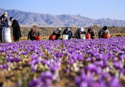 قائم مقام سازمان جهاد کشاورزی استان: در چالش زعفران باخرز باید به سمت بهره مندی از راهکارهای نوآورانه و گسترش صنایع تبدیلی حرکت کنیم