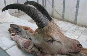 تور قانون شکارچی آهو را به دام انداخت/ کشف اجزای یک بز وحشی در خلیل آباد