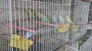 شناسایی و دستگیری متهمان پرونده باند سرقت از پرنده فروشی‌ها در سرخس